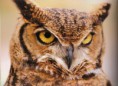 /album/fotografias/animales-sal-buho-jpg/